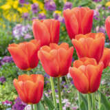 Tulip Orange Juice Tulip Orange Juice