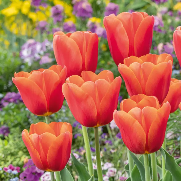 Tulip Orange Juice Tulip Orange Juice