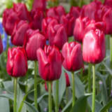 Tulip Pallada