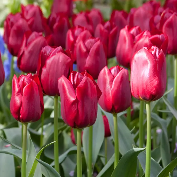 Tulip Pallada Tulip Pallada