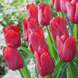 Tulip Pallada