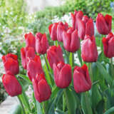 Tulip Pallada