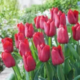 Tulip Pallada Tulip Pallada