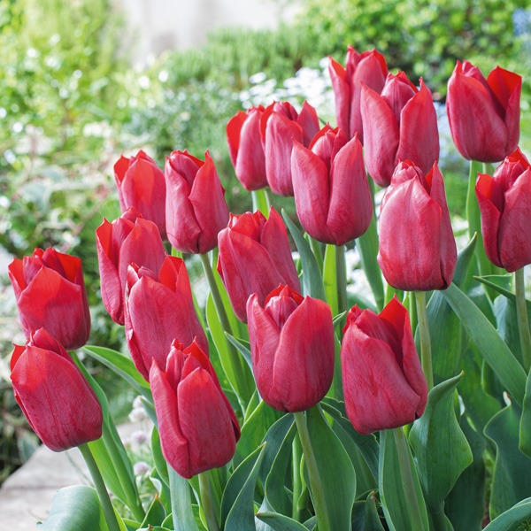 Tulip Pallada