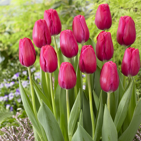 Tulip Puma Tulip Puma
