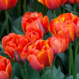Tulip Queensday Tulip Queensday