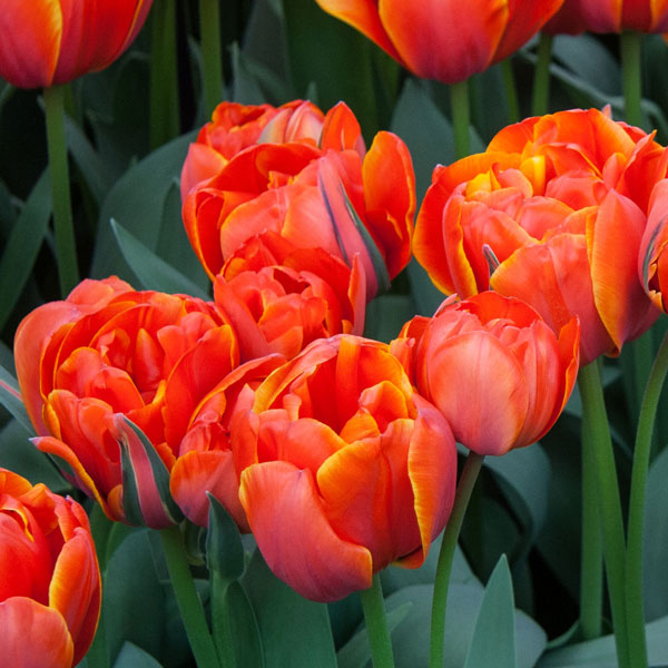 Tulip Queensday Tulip Queensday