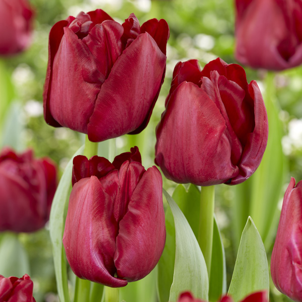 Tulip Red Saigon