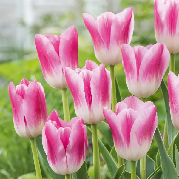Tulip Royal Ten Tulip Royal Ten