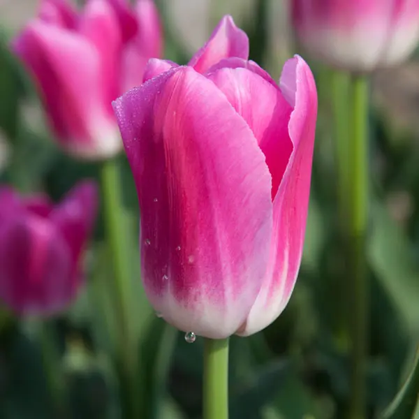Tulip Royal Ten Tulip Royal Ten