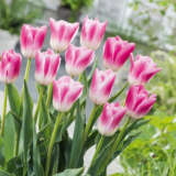 Tulip Royal Ten