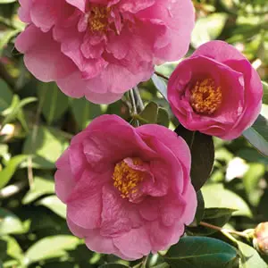 Camellia Elegant Beauty Camellia Elegant Beauty