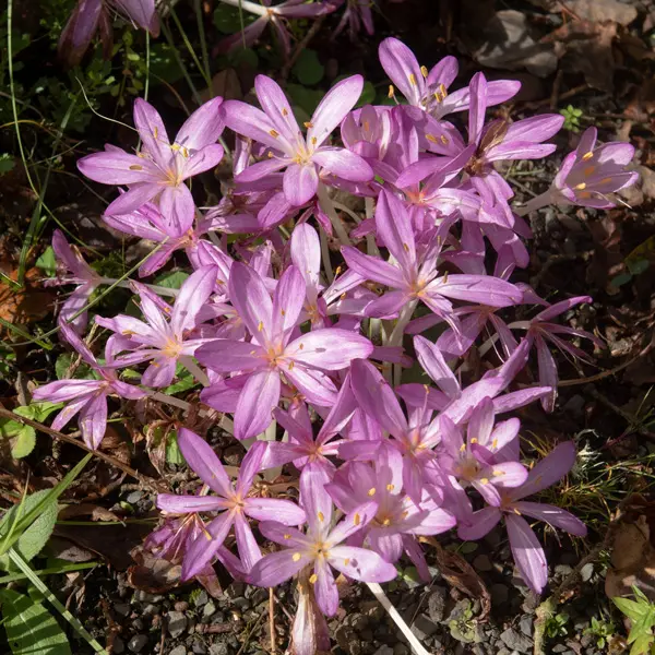 Colchicum Cilicicum Colchicum Cilicicum