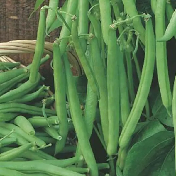 Seed – Dwarf Bean Bountiful Baby Seed – Dwarf Bean Bountiful Baby