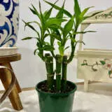 Lucky Bamboo 5 Canes Lucky Bamboo 5 Canes