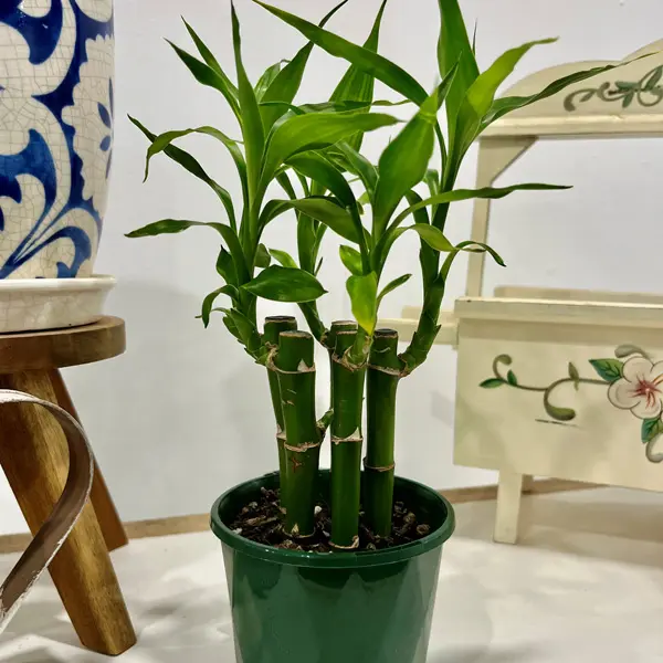 Lucky Bamboo 5 Canes Lucky Bamboo 5 Canes