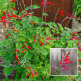 Salvia Pineapple Sage P75salpsa - Garden Express Australia