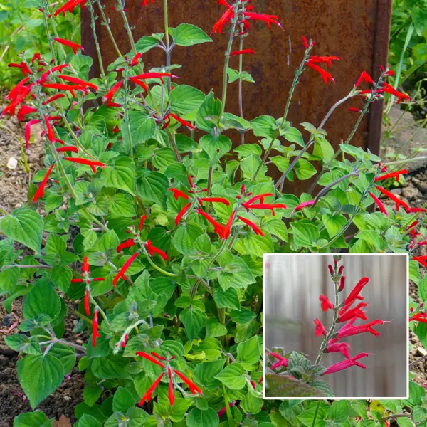 Salvia Pineapple Sage Salvia Pineapple Sage