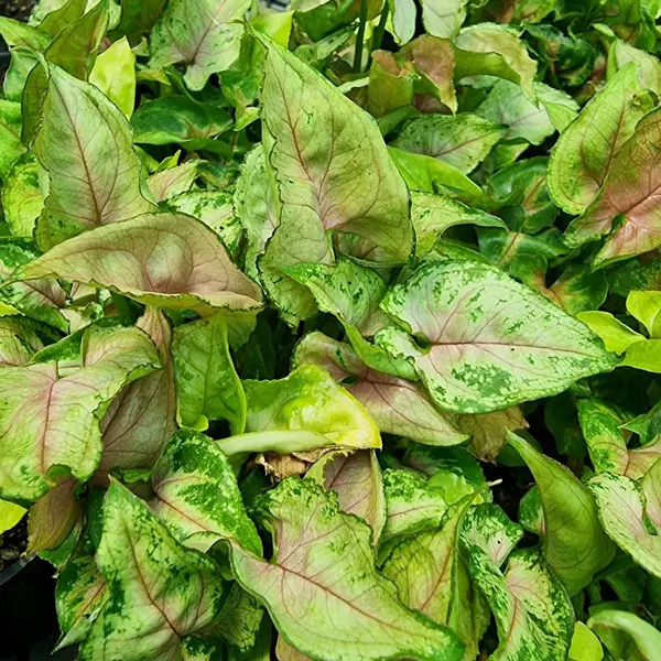 Syngonium Dwarf Princess Syngonium Dwarf Princess