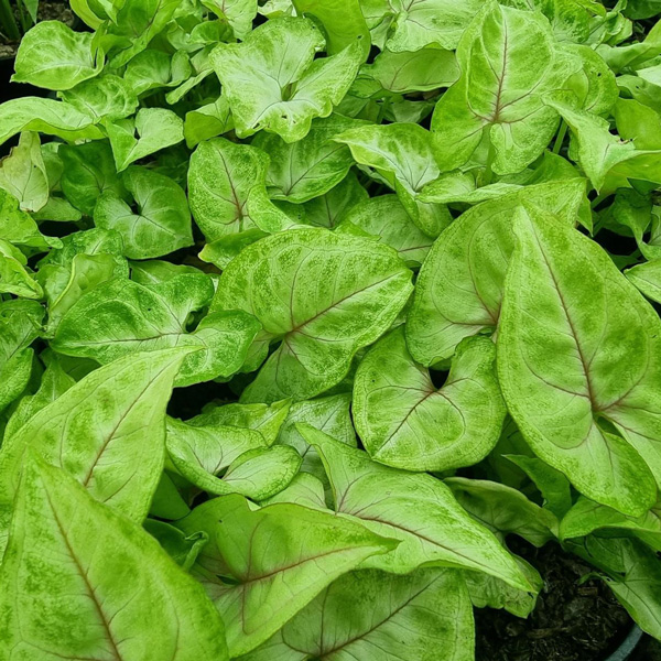 Syngonium Golden Allusion Syngonium Golden Allusion
