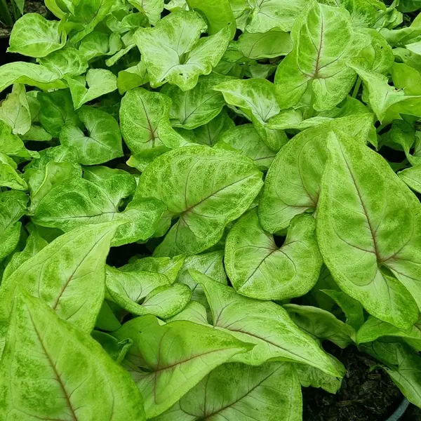 Syngonium Golden Allusion Syngonium Golden Allusion