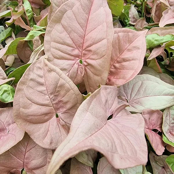 Syngonium Red Heart Syngonium Red Heart