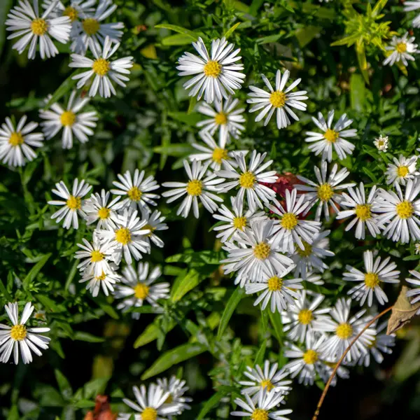 Aster White Easter Daisy