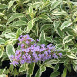 Buddleja Harlequin Buddleja Harlequin