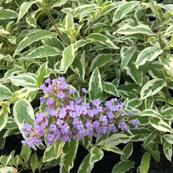 Buddleja Harlequin Buddleja Harlequin