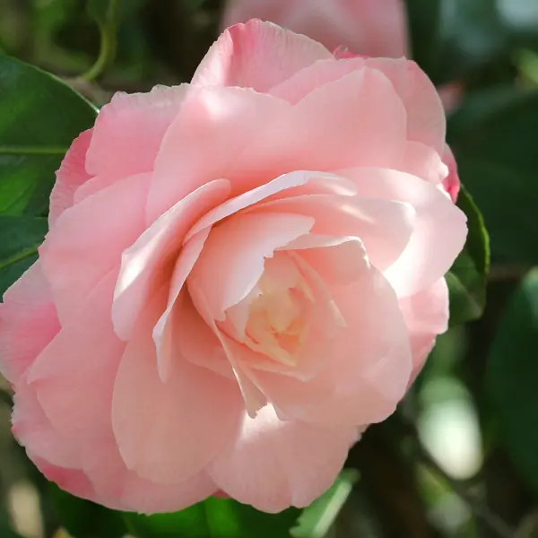 Camellia Mignonne Camellia Mignonne