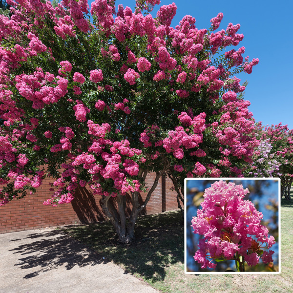 Crepe Myrtle Sioux 50mm Crepe Myrtle Sioux 50mm