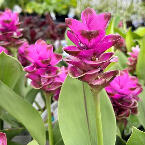 Curcuma Giant Ruby