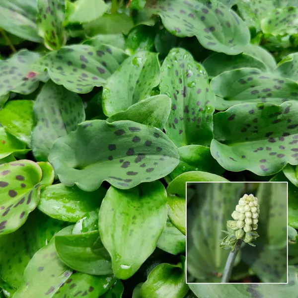 Drimiopsis African False Hosta Drimiopsis African False Hosta