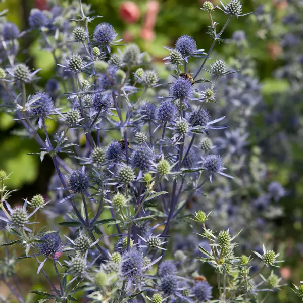 Eryngium Sea Holly Eryngium Sea Holly