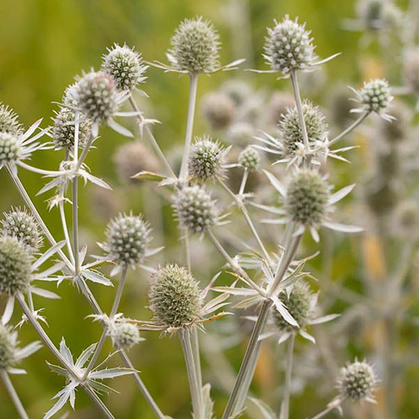 Eryngium Sea Holly White Glitter Eryngium Sea Holly White Glitter