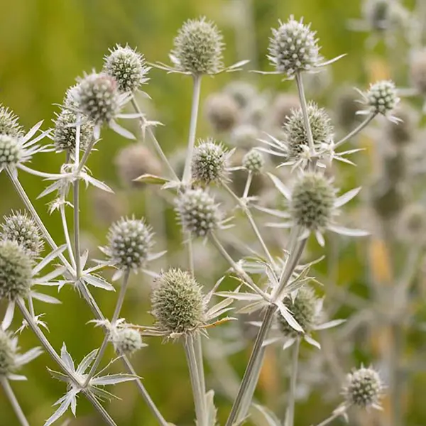 Eryngium Sea Holly White Glitter Eryngium Sea Holly White Glitter