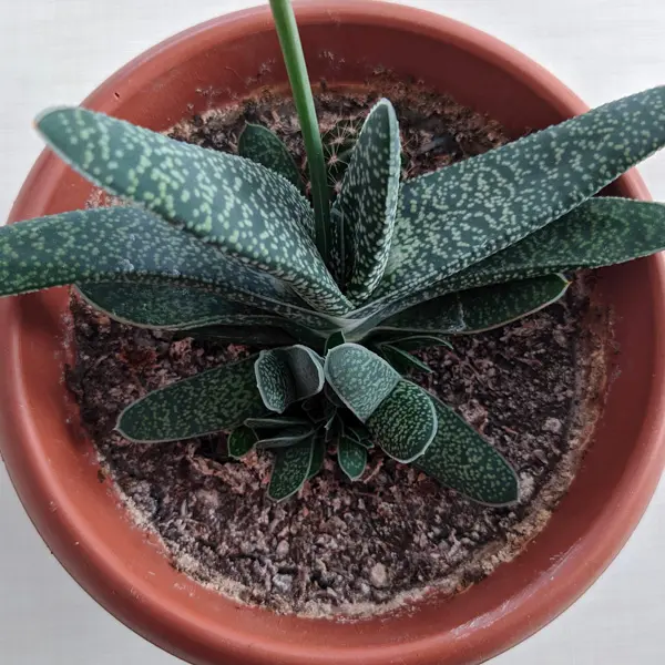 Gasteria Gasteria