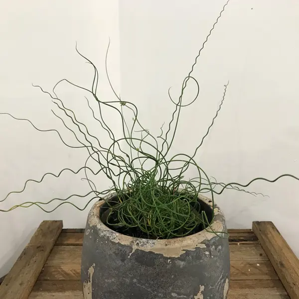 Juncus Spiralis- The Spaghetti Plant Juncus Spiralis- The Spaghetti Plant