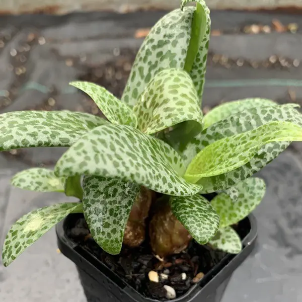 Leopard Squill Leopard Squill