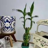 Lucky Bamboo 2 Canes Lucky Bamboo 2 Canes