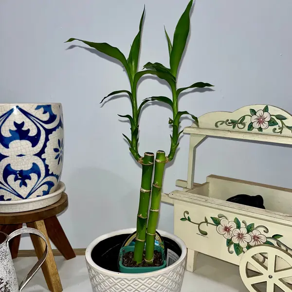Lucky Bamboo 2 Canes Lucky Bamboo 2 Canes
