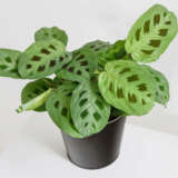 Maranta Kerchoveana Maranta Kerchoveana