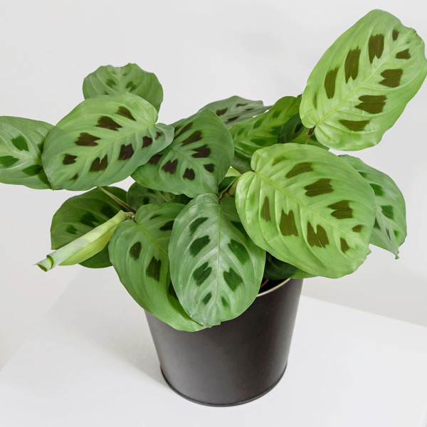 Maranta Kerchoveana Maranta Kerchoveana