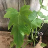 Philodendron Fingerling P10phifin - Garden Express Australia