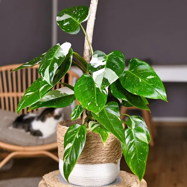 Philodendron White Princess Philodendron White Princess