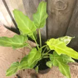 Philodendron Xanadu Mini Gold P10phixmg - Garden Express Australia