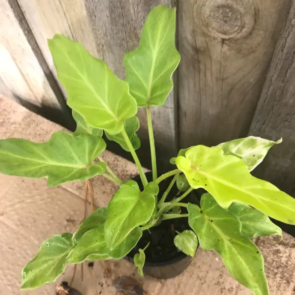 Philodendron Xanadu Mini Gold Philodendron Xanadu Mini Gold