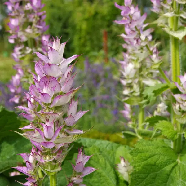 Salvia Clary Sage Salvia Clary Sage