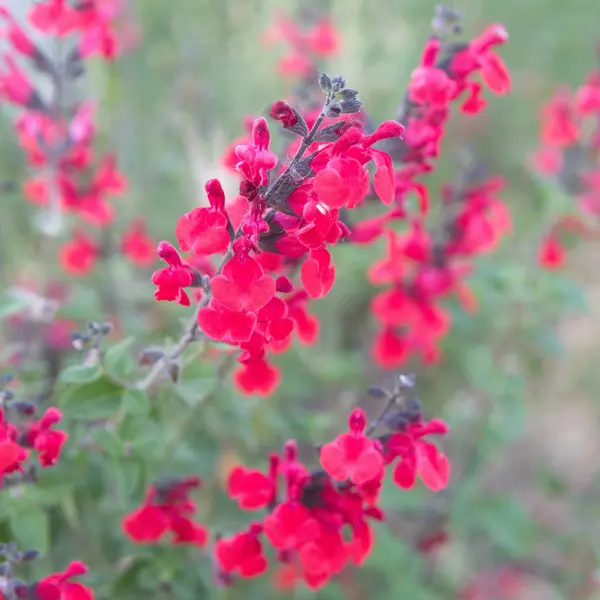 Salvia Raspberry Royal Salvia Raspberry Royal