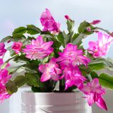 Schlumbergera-Zygocactus Thor Caroline Schlumbergera-Zygocactus Thor Caroline